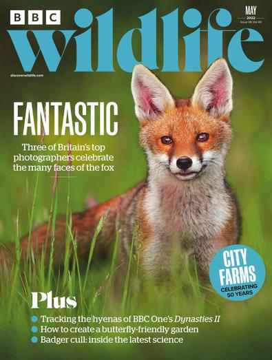 BBC Wildlife digital cover